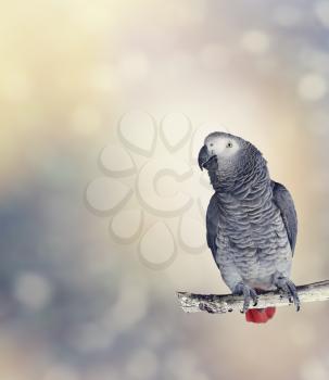 African Grey Parrot Perches On A Branch
