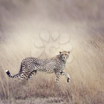 Cheetah Stalking Through The  Grassland