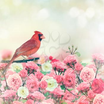 Red Cardinal Bird Perches In Rose Garden
