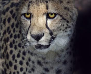 Portrait of Cheetah ,Closeup Shot