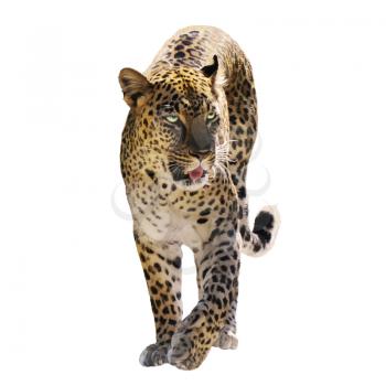 Digital Painting Of Leopard Isolated on White Background