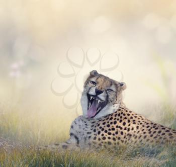 Cheetah Resting on the Grass