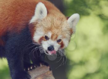 Portrait of Red Panda,Close Up