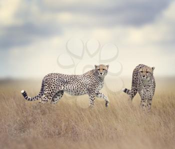 Two Cheetahs Walking In Tall Grass