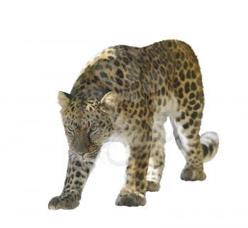 Digital Painting of Walking Leopard