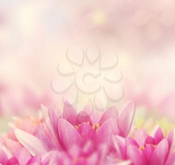 Beautiful Pink Water Lily Background