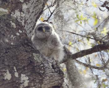 Baby Barred Owl on a Tree