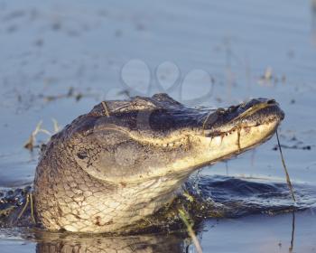 Wild Florida Alligator in a Lake