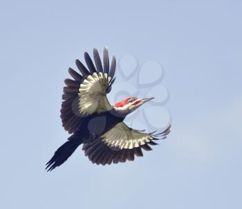 Male Pileated Woodpecker in Flight
