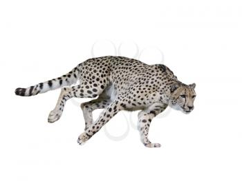 Cheetah  Running ,Isolated on white Background