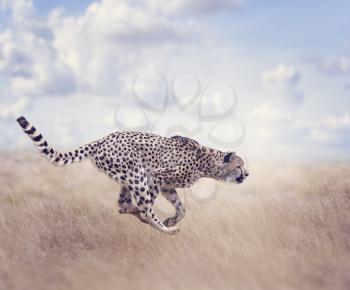 Cheetah  Running in The Grassland