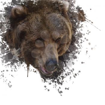Digital Painting of Brown Bear Head