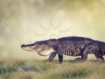 Large Florida Alligator Walking in Wetlands