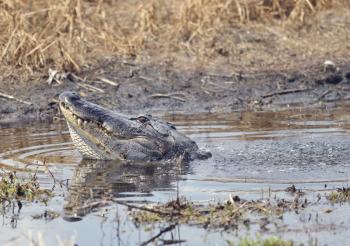 Large Bull Male Alligator Calls for a Mate
