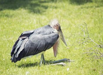 Marabou stork resting on grass