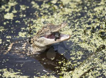 Baby American Alligator eating a small turtle