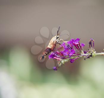 Hummingbird Moth feeds on butterfly bush