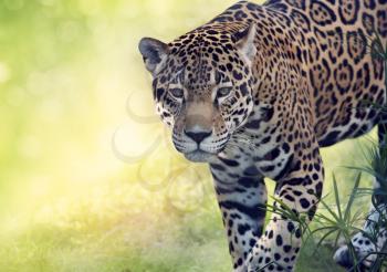 Portrait of walking leopard