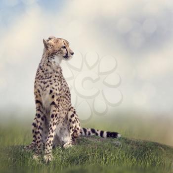 Cheetah sitting on a hill and looking away