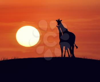 Two Giraffes Looking At Sunset
