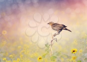 Brown Bird Perches on a Meadow with Wild Flowers