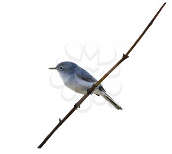 Blue-gray Gnatcatcher  on a branch isolated on white background