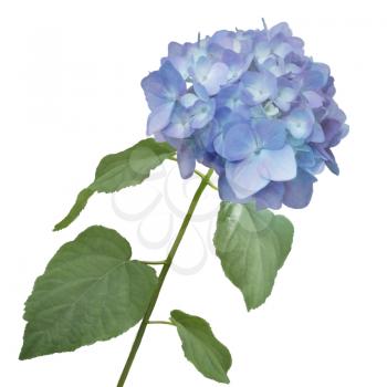 blue hydrangea flower watercolor
