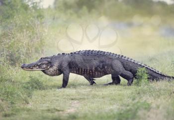 Large American Alligator walking in the wetlands
