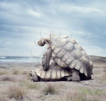 Galapagos Giant Tortoises Mating