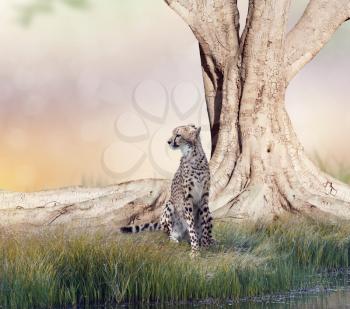 Cheetah resting near a big tree