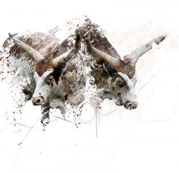 Two brown and white  longhorn steers watercolor.Digital painting