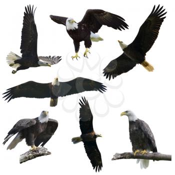 Bald eagles set  isolated on  white background