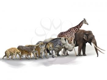 Set of African Animals on white background