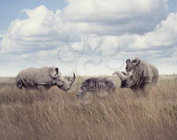 White rhinoceros or square-lipped rhinoceros in the grassland