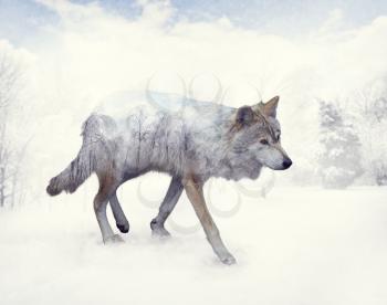 Double exposure of wolf in the winter woods