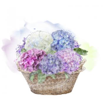 hydrangea flowers in a basket . watercolor painting
