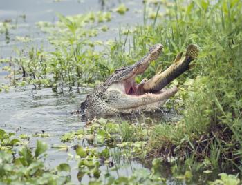 Alligator eating a large fish in Florida lake
