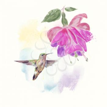 Hummingbird and fuchsia Flower watercolor painting