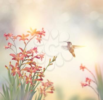 Crocosmia Flowers and a hummingbird