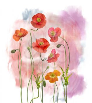 Digital Painting of  Red Poppy Flowers