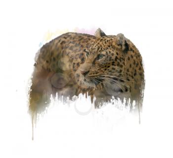 Digital Painting of  Leopard on white background