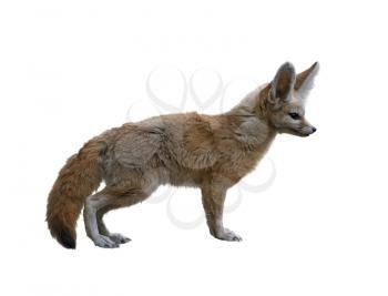 Fennec Fox isolated on white background