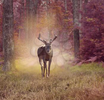 Male Deer in autumn forest