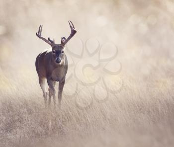 Male Deer in a grassland