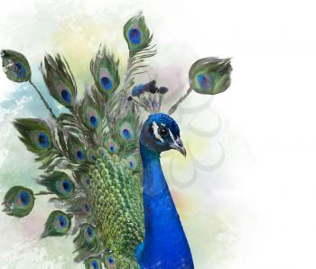 Digital painting Portrait of Peacock