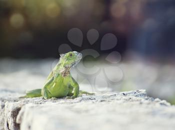 Green Iguana sunning on a stone wall