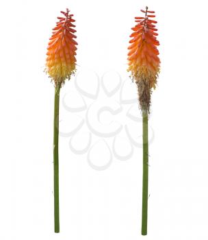 Kniphofia or Red Hot Poker flowers isolated on white background
