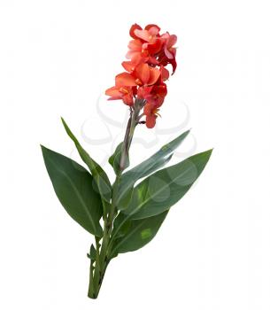 Red Canna lily isolated on white background