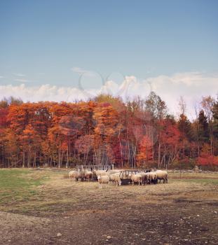 Colorful autumn trees  in a sheep farm 
