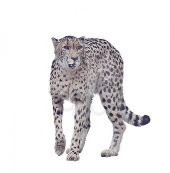 Digital painting of cheetah isolated on white background